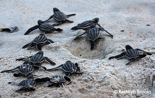Leatherback Sea Turtle Hatchlings - Amelia Island - Florida