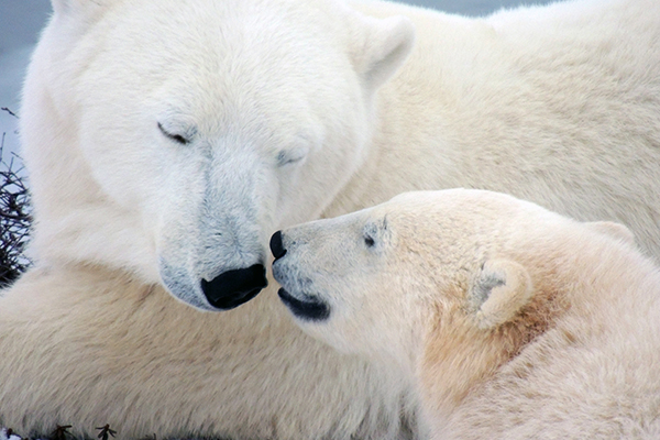 Affectionate Mother Polar with Cub © Lawrence Swayne