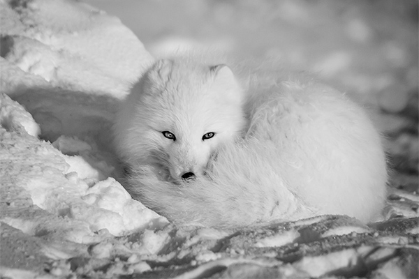 Curled Up Arctic Fox © Pamela Hartman