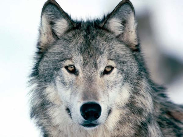Gray Wolf Stare © Sarah Abrell