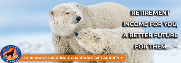 Polar Bear Mother with Cub © Debbie Tubridy/2015TNWAPhotography