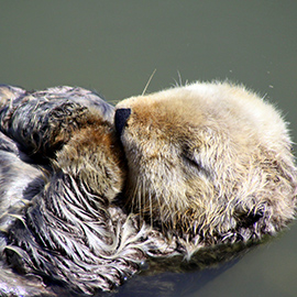 Sea Otter Grooming © Penny Palmer
