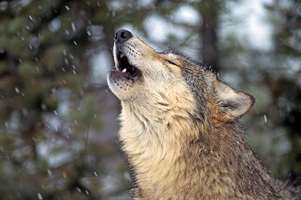 Gray Wolf Howling in Snow © Keith Szafranksi
