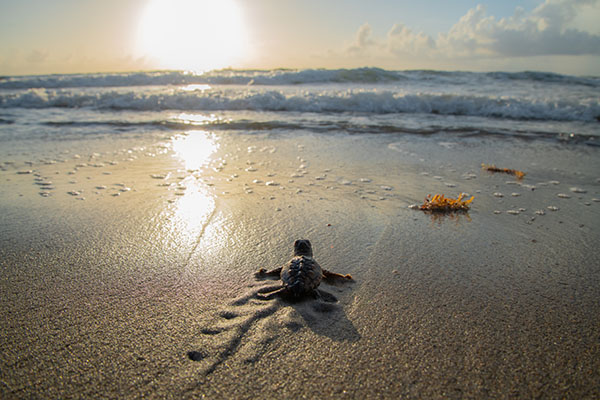 Loggerhead Sea Turtle Hatchling heading towards ocean © Andre Johnson/iStock Photo