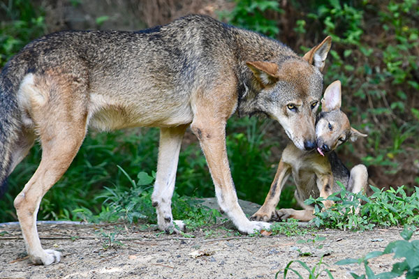 Red Wolf Nuzzling Pup © Robert Wilcox
