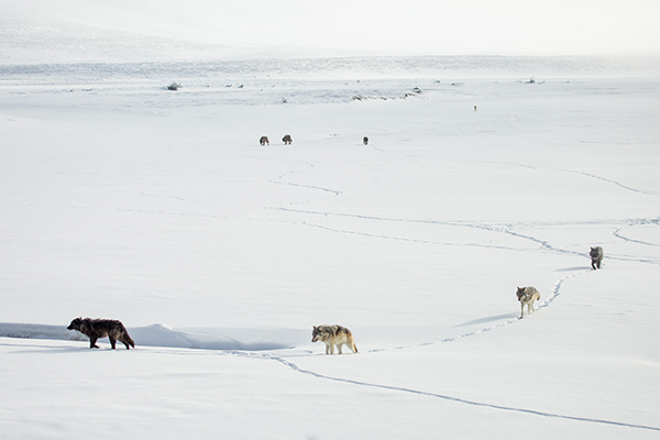 Wolves tracking through snow in Hayden Valley, Yellowstone National Park © Ashton Hooker/NPS