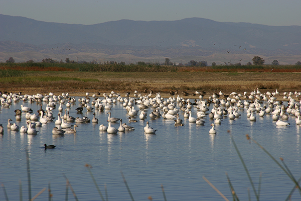 Snow geese at Sacramento National Wildlife Refuge © Scott Flaherty/USFWS
