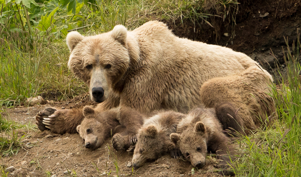 Bear and Cubs (c) Lisa Hupp/USFWS