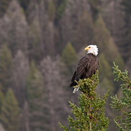 Bald Eagle Perched on a Treetop © Derek Grig
