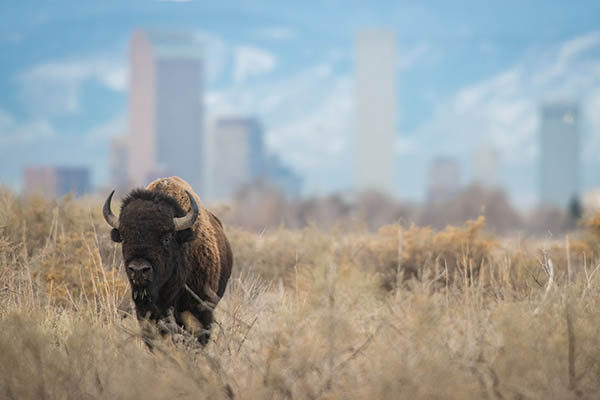 Bison on the Plains - Colorado - Dawn Wilson