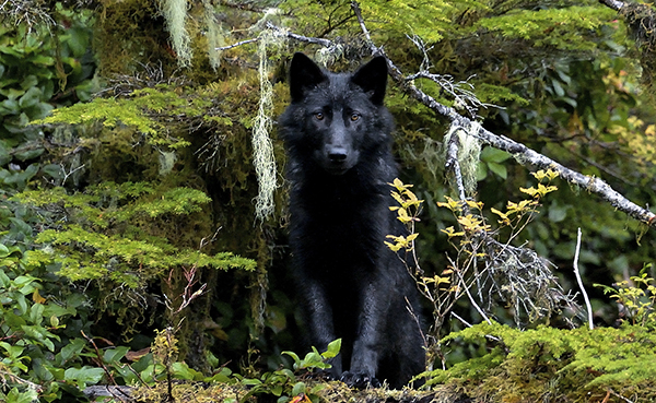 Black Wolf in Coastal Rainforest (c) Patrick Martin