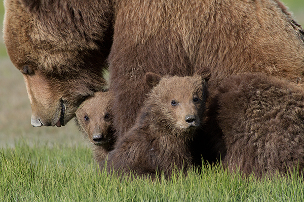 Brown Bear Family © Reno Sommerhalder 2014