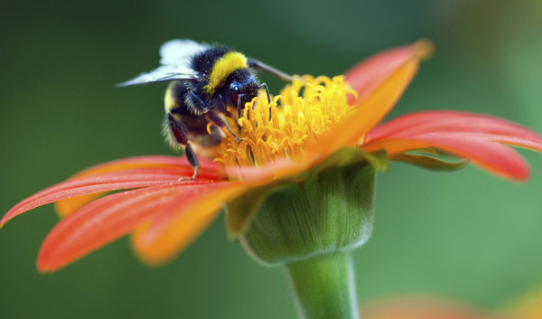 Bumblebee on red flower © alle12/iStockphoto