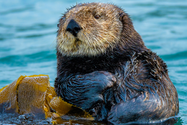 California Sea Otter (c) Joshua Asel