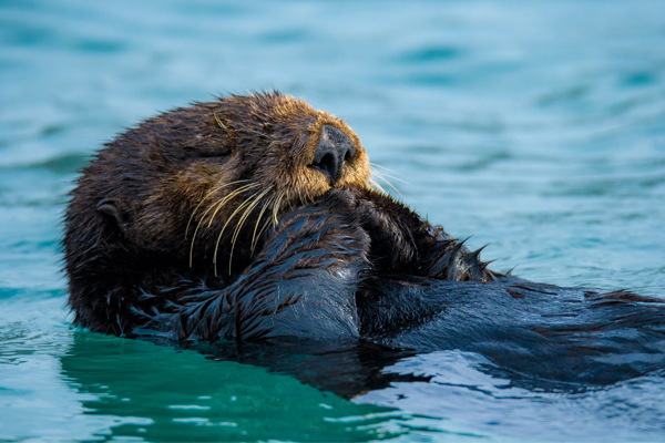 California Sea Otter (c) Joshua Asel