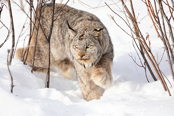 Canada Lynx walking through snow © Lisa Hupp/USFWS