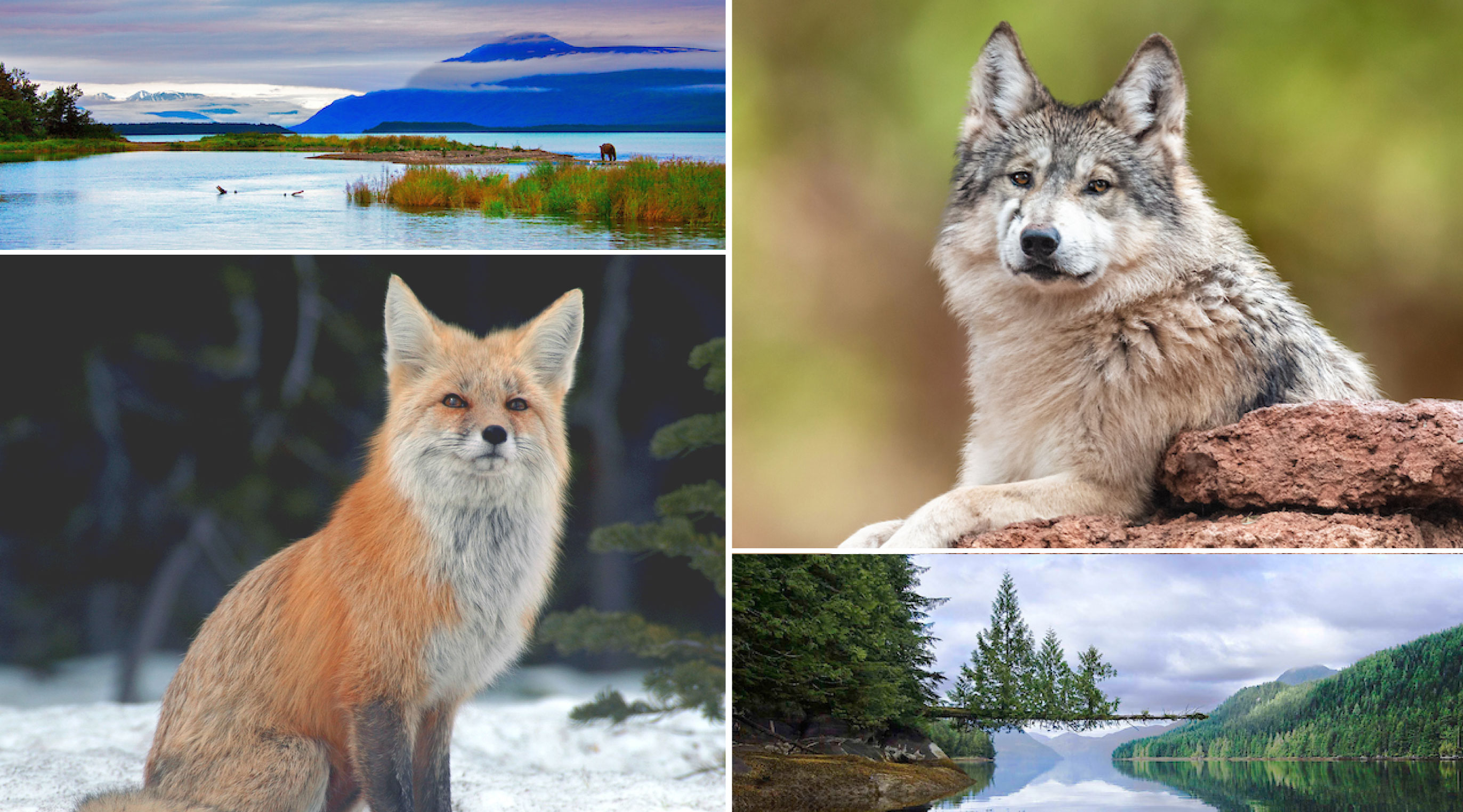 fox, wolf and wildlife landscapes