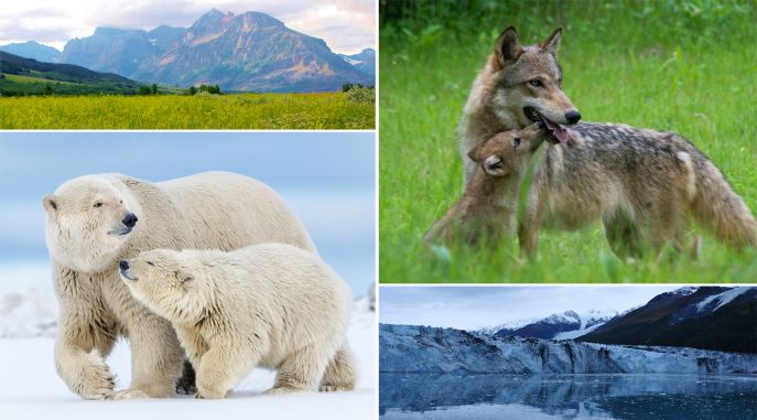 mountains, wolves, polar bears