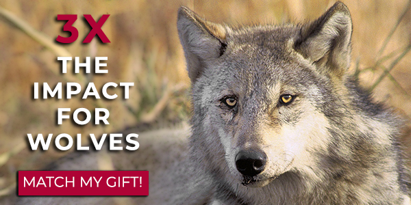 Gray Wolf © John and Karen Hollingsworth/USFWS