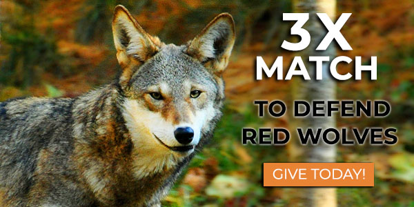 Red Wolf © Taylor Wilson