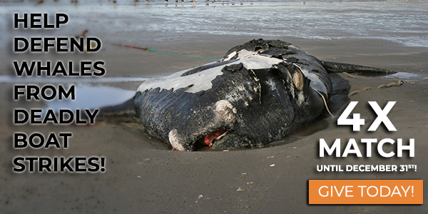 Dead Right Whale © Thierry Eidenweil/iStock