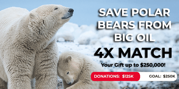 Polar Bear Mother With Cub © Debbie Tubridy