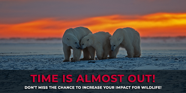 Polar Bear Family Against Arctic Sunset © John Pitcher/iStockphoto