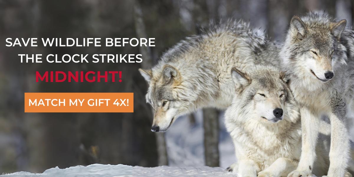 Three Wolves in the Snow © karlumbriaco/iStockphoto