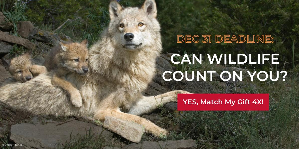 Gray Wolves - mom with cubs © John Pitcher/iStock