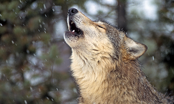 Howling Wolf in Snow (c) Keith Szafranski/iStock