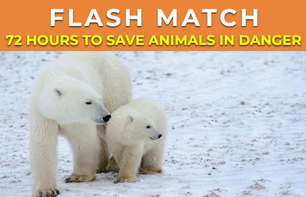 Flash Match: 72 Hours to Save Animals in Danger