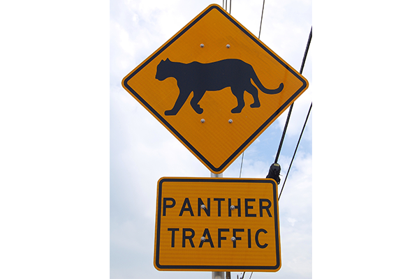 Florida Panther Traffic Sign © Heidi Ridgley/DOW