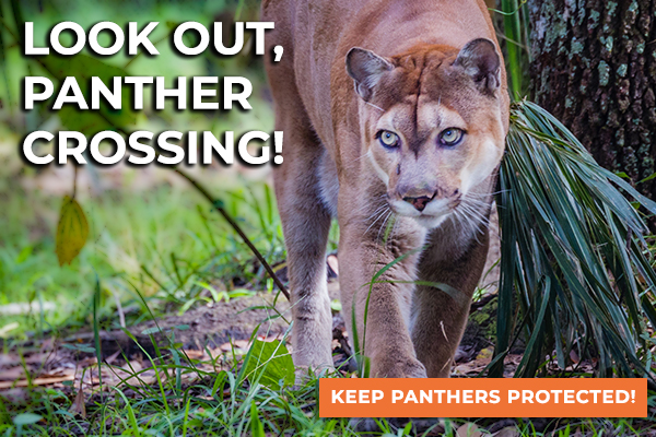 Florida Panther Walking © jocrebbin/iStockphoto