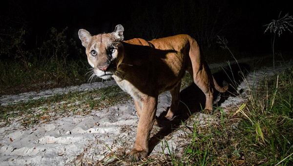 Florida Panther looking straight at camera, MS 45 (c)  fStop Foundation