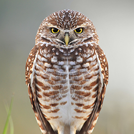 Burrowing Owl - Megan Lorenz