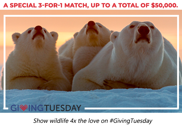 This Giving Tuesday, help protect wildlife.