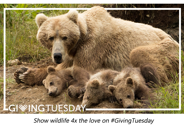This Giving Tuesday, help protect wildlife.