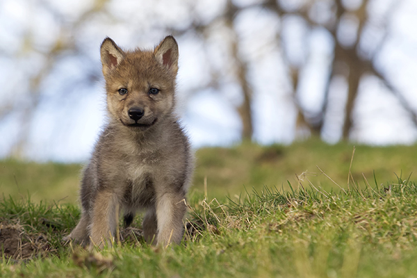 Gray Wolf Pup © Lynn Bystrom/iStock