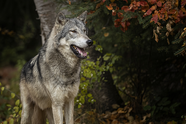 Gray wolf in autumn woods © Carol Gray/iStock Photo