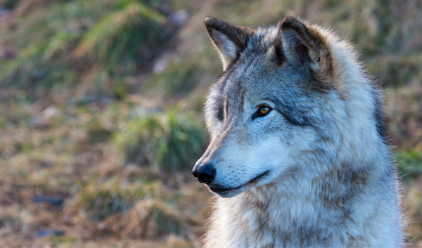 Gray wolf (c) Dopeyden/iStock