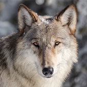 Gray Wolf (c) Jacob W Frank/NPS