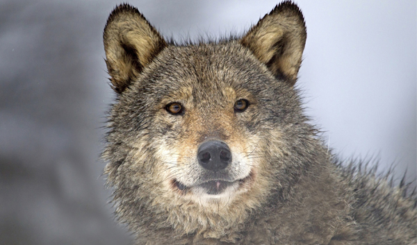  Gray Wolf (c) Ronald W Jansen/iStock