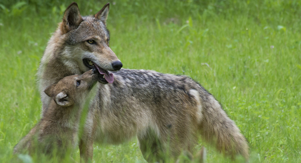 Gray Wolf Adult and Pup in tall green grass © Betty4240/iStockphoto