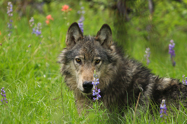Gray Wolf in Wildflowers - Montana - Taylor McDowell