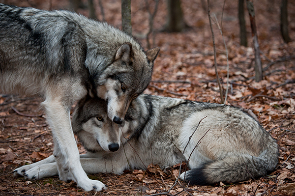 Pair of Gray Wolves showing affection, laying in fall leaves © Ramiro Marquez Photos/iStockphoto