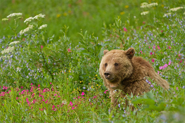 Grizzly Bear in Summer Wildflowers © Sandy Sisti