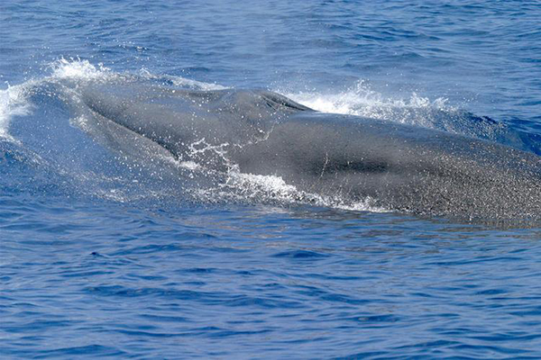Rices Whale - Gulf of Mexico - NOAA Fisheries