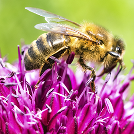 Honey Bee (c) AnnekeDeBlok-istock