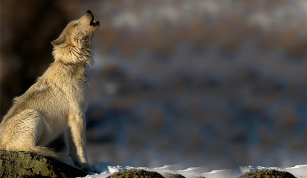 Howling Gray Wolf © Robin Poole