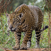 Jaguar (c) Jeffrey Armstrong